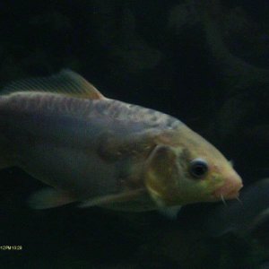 the better pic of my koi