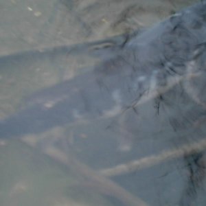 ghost koi
