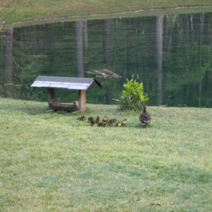 Pond 5