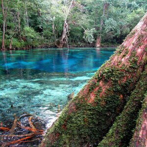 cypress spring