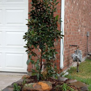 Little Gem Magnolia Bed