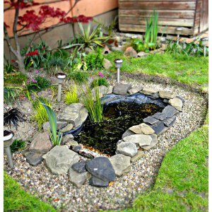 Wildlife Pond 2