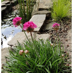 Wildlife Pond 2