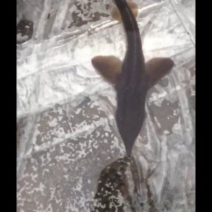Sturgeon !