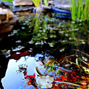Pond - 19 May 2013