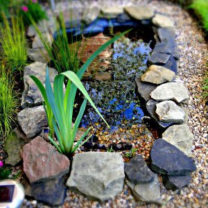 Pond - 19 May 2013