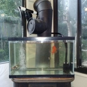 Pond Fish Tank