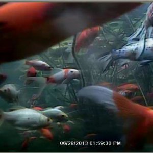fish5 (2)