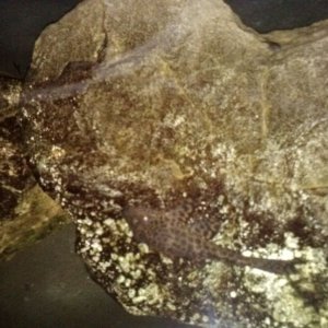 Pond Sucker