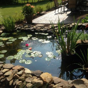 our pond