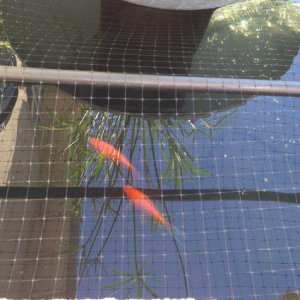 Two Common Goldfish