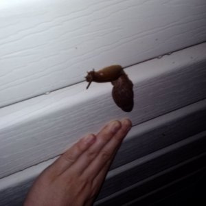 Pond Snail
