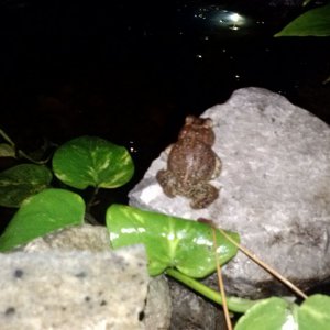 Pond Toad