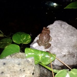 Pond Toad