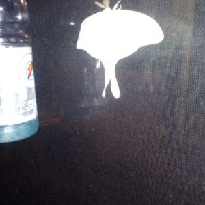 Pond Moth