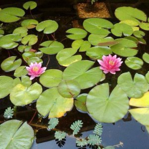 Red Water Lilies