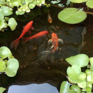 Lady - butterfly koi with 3 gold fish (Fancy - butterfly tail, Freckles - goldfish, and Dot - Shumbkin