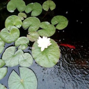 White Water Lily