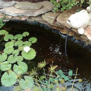 white water lily, water sensitive plant and dwarf papyrus