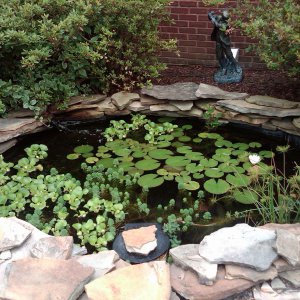 Plants are taking over my pond - July 2013