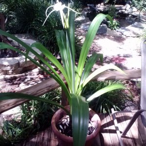 Pond Flower
