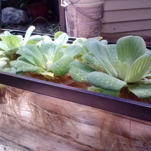 Pond Water Lettuce