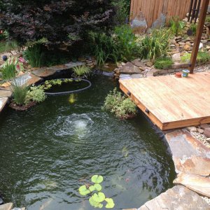 Koi Pond July 2013