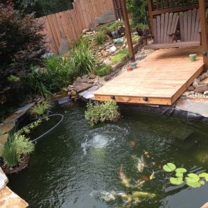 Koi Pond July 2013