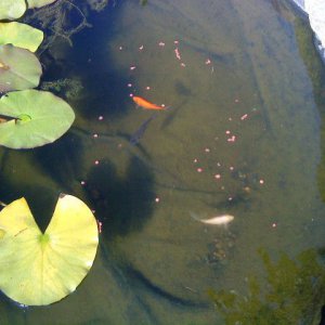 My Pond