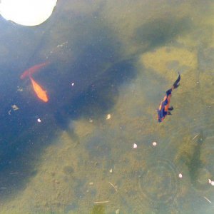 goldfish