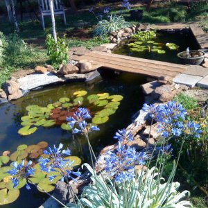 agapanthus