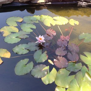 lily pads