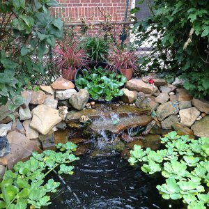 pond 014