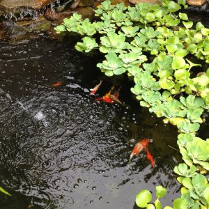 pond 013