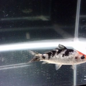 Pond KOI 3