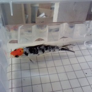 Pond KOI