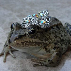 jewlfrog