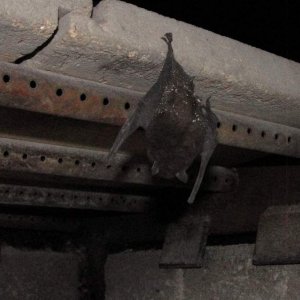 Bat