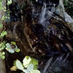 Pond Frog Lp 2