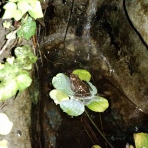 Pond Frog Lp