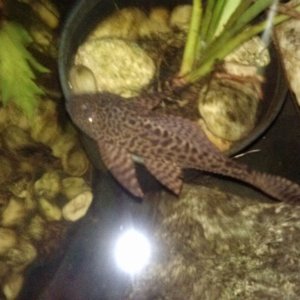 Pleco 1