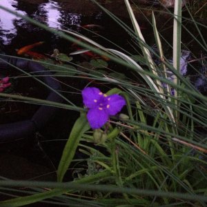 Spiderwort is blooming again..