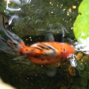 In the small pond; my calico fancytail