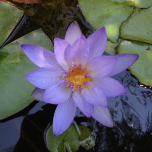 egyptian blue Lotus