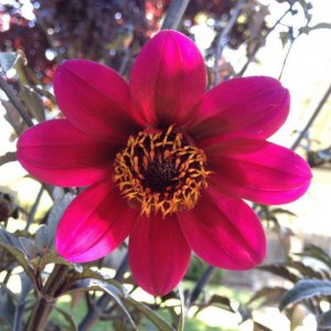 Red Mystic Wonder Dahlia