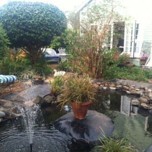 Pond showing "island"