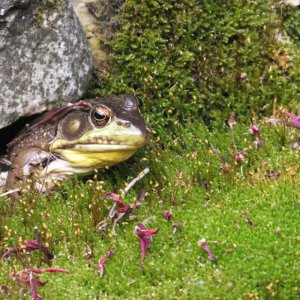 frog