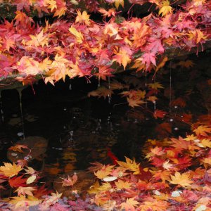leaf attack
