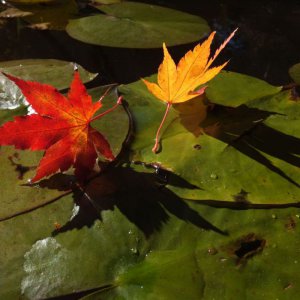 maple leaves