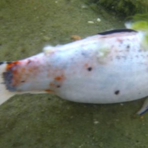 sickfish2